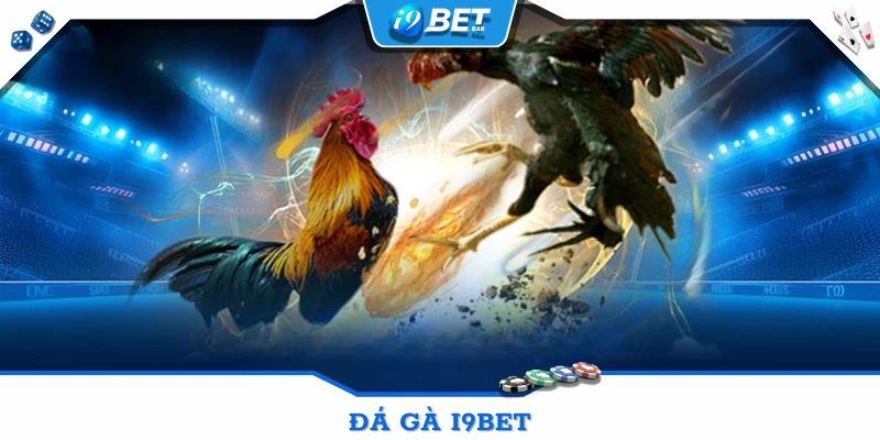 Sảnh đá gà cược trực tiếp của nhà cái i9bet